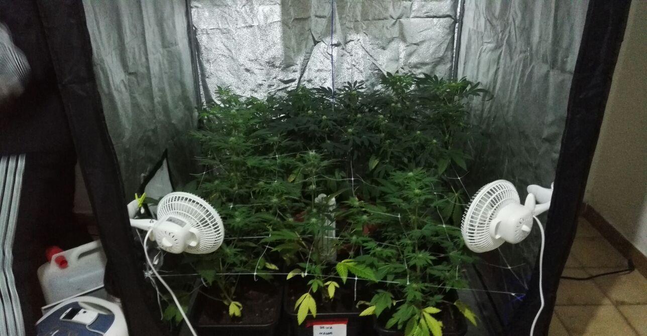 Una piantagione in casa, arrestati 