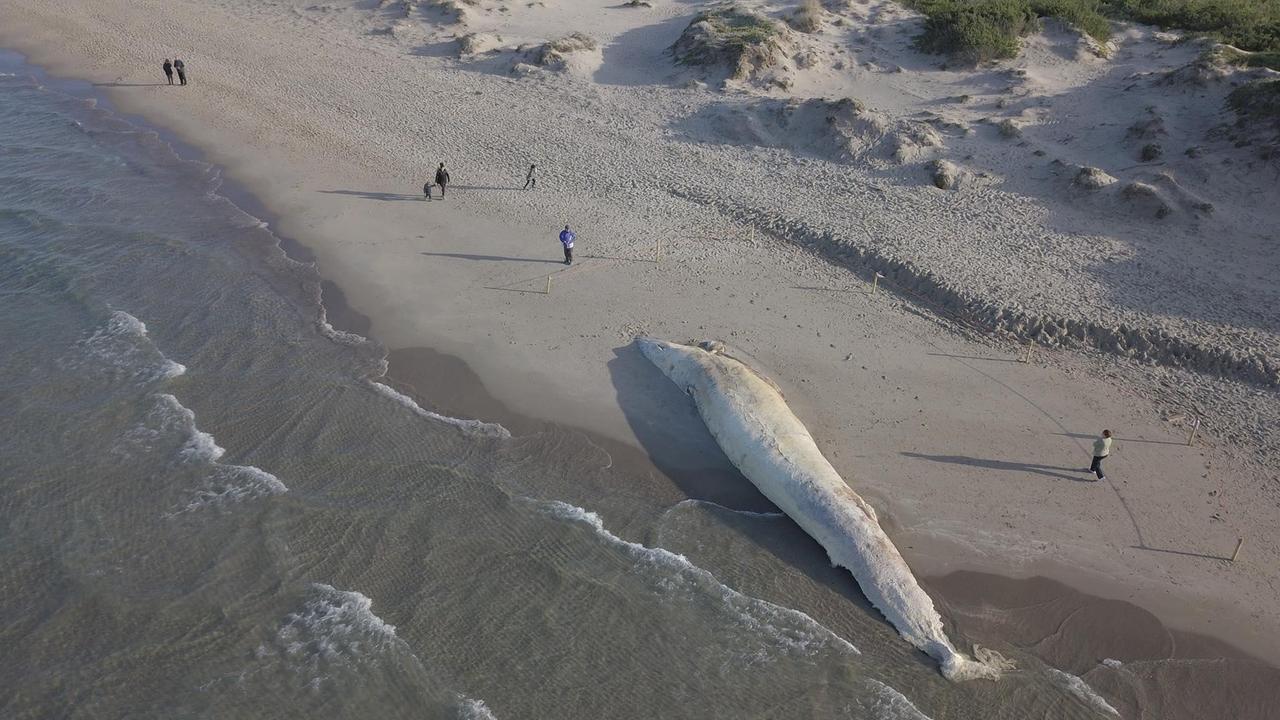 La balena spiaggiata a Platamona vista dal drone