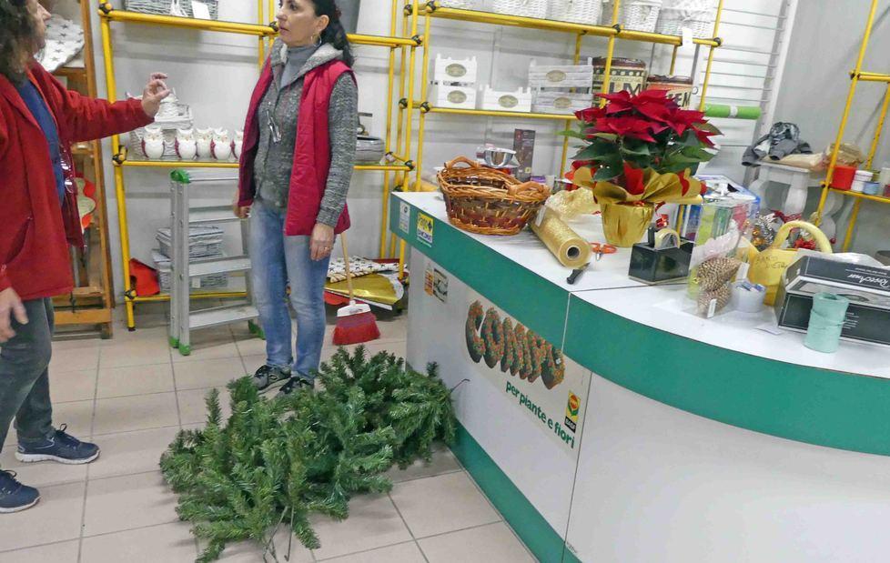 Terzo furto nel vivaio: spariti 8 alberi di Natale 