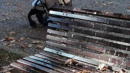 Guano sulle panchine, pulizia degli alberi