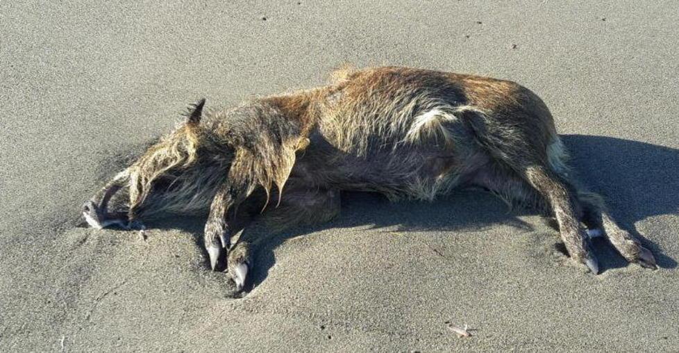 Trova un cinghiale morto sulla spiaggia del Cormorano