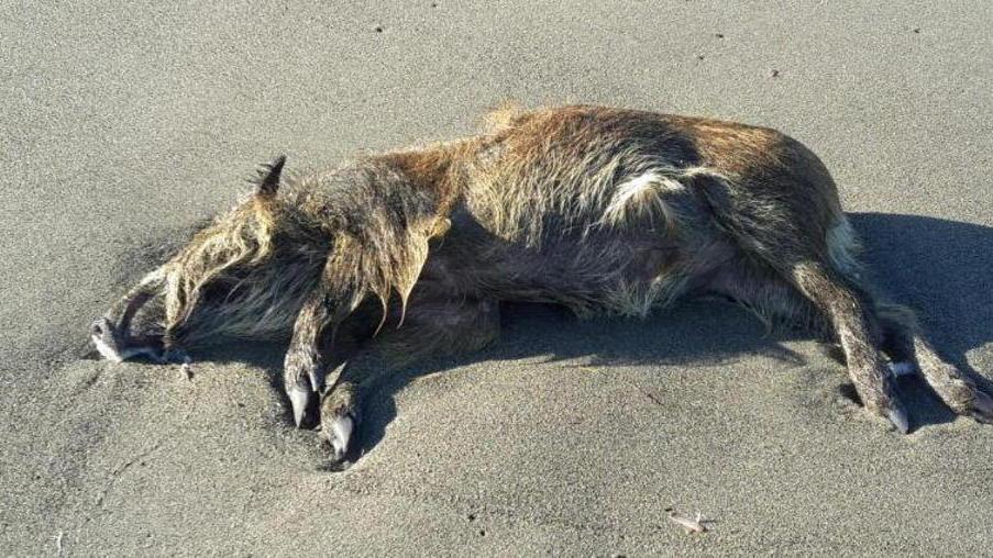 Trova un cinghiale morto sulla spiaggia del Cormorano