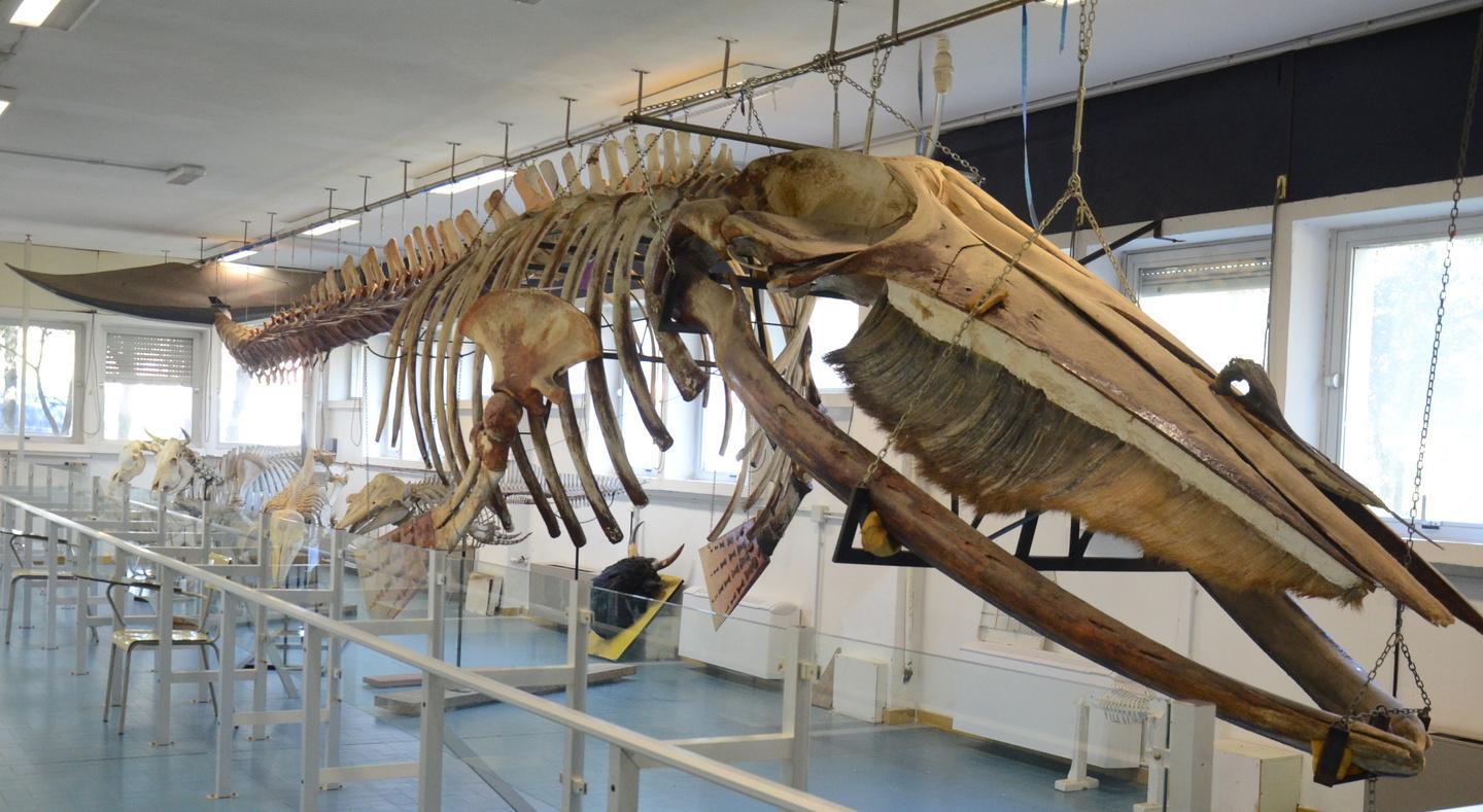 Lo scheletro di un cetaceo è già stato ricostruito 34 anni fa nella facoltà di Veterinaria