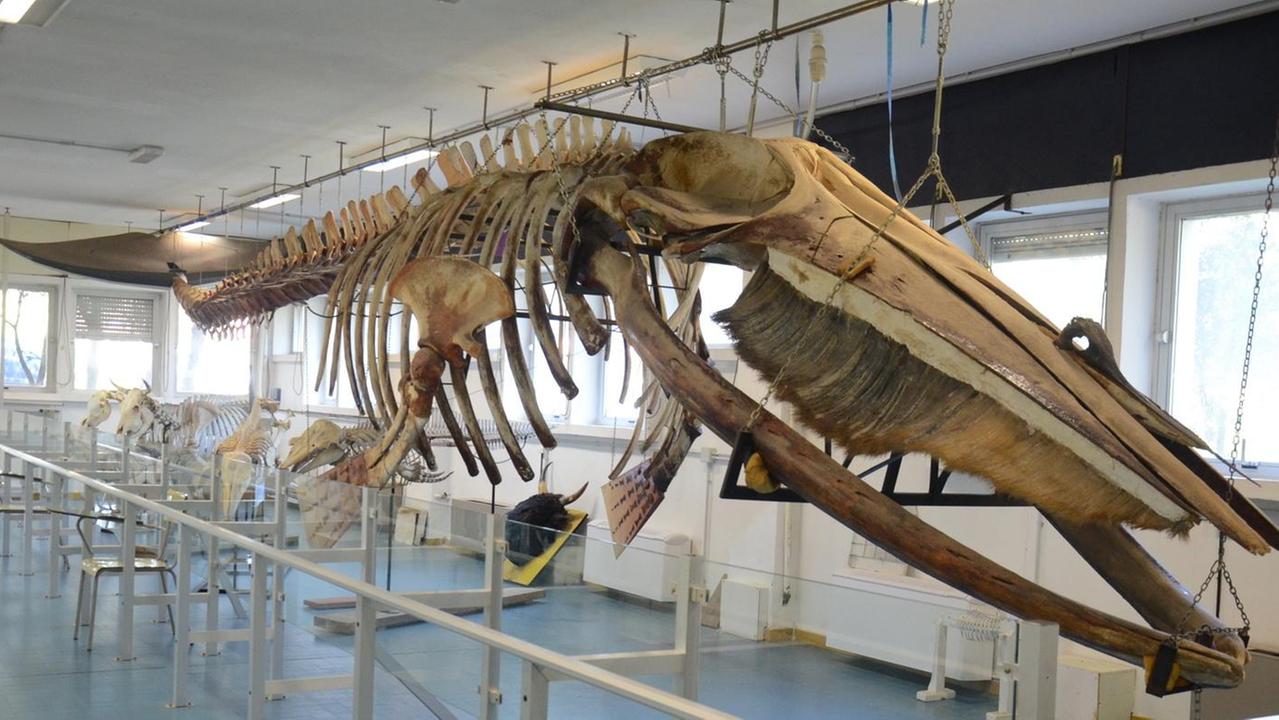 Lo scheletro di un cetaceo è già stato ricostruito 34 anni fa nella facoltà di Veterinaria