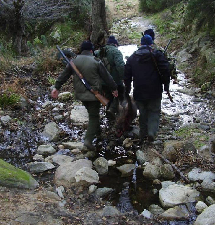 Caricato da un cinghiale grave un cacciatore 