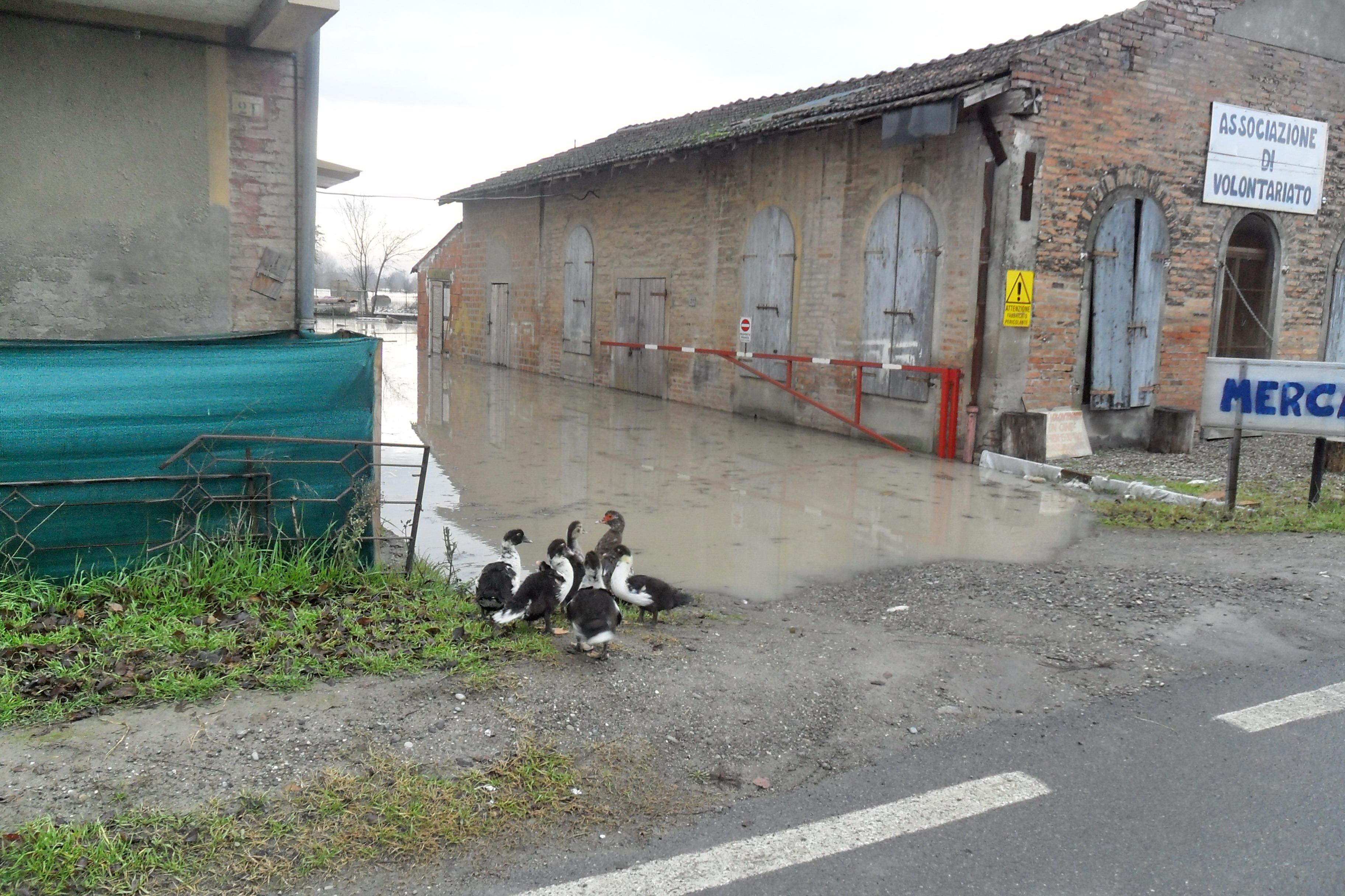 Piena Secchia: a Campogalliano morti annegati un centinaio di animali