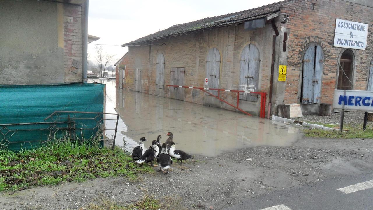 Piena Secchia: a Campogalliano morti annegati un centinaio di animali
