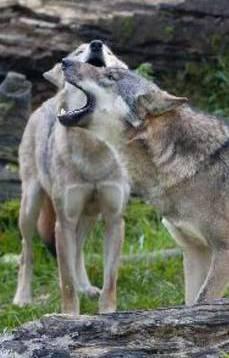Valdibure, lupo sbrana pecore nel recinto 