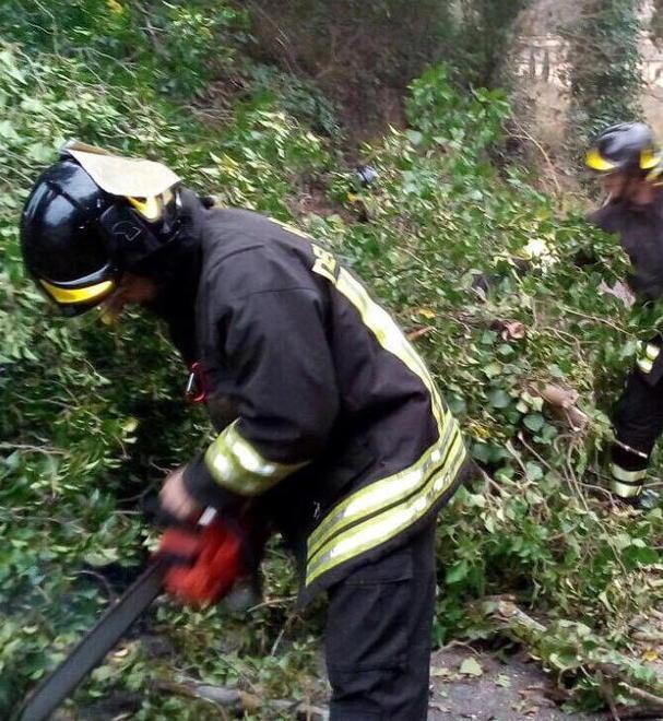 Maltempo, danni e alberi caduti 