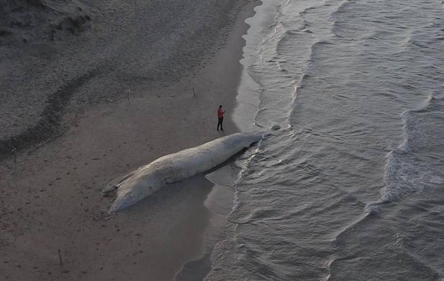 “Funerali” da 30mila euro per la balena di Platamona, scoppia il caso politico 