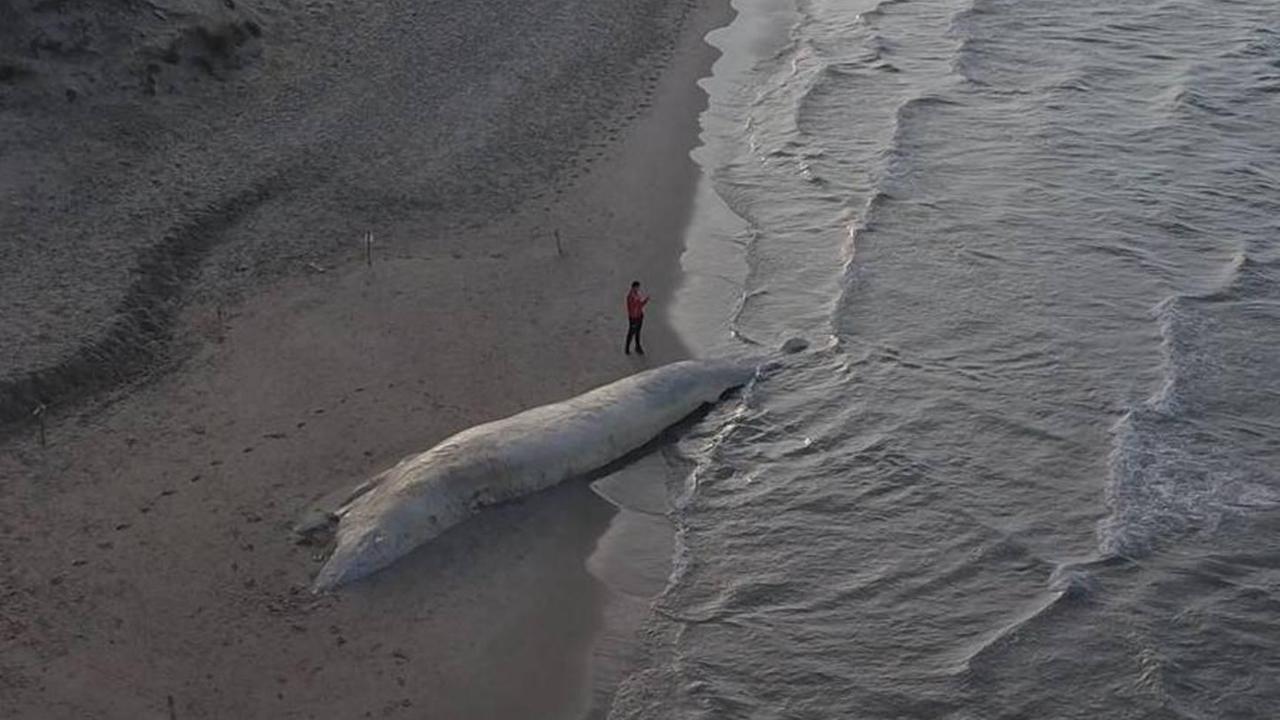 “Funerali” da 30mila euro per la balena di Platamona, scoppia il caso politico 