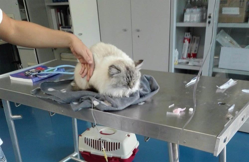 La gatta Trilly avvelenata e uccisa a ottobre a Ozieri