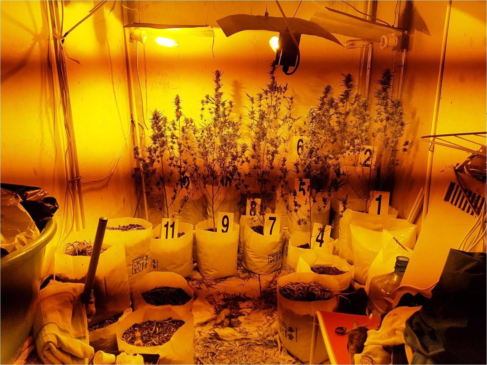 Ruba la corrente all'Enel per alimentare la serra di Marijuana
