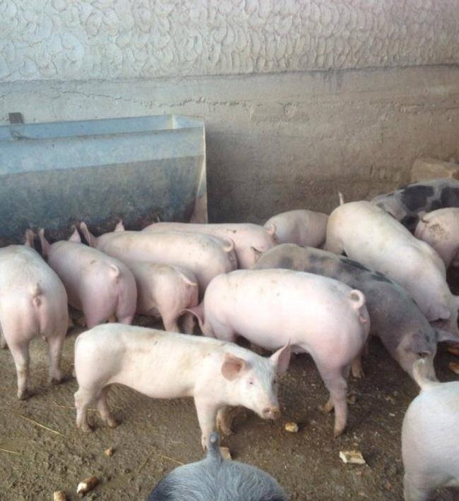 Maiali abbattuti, il 75% erano infetti 