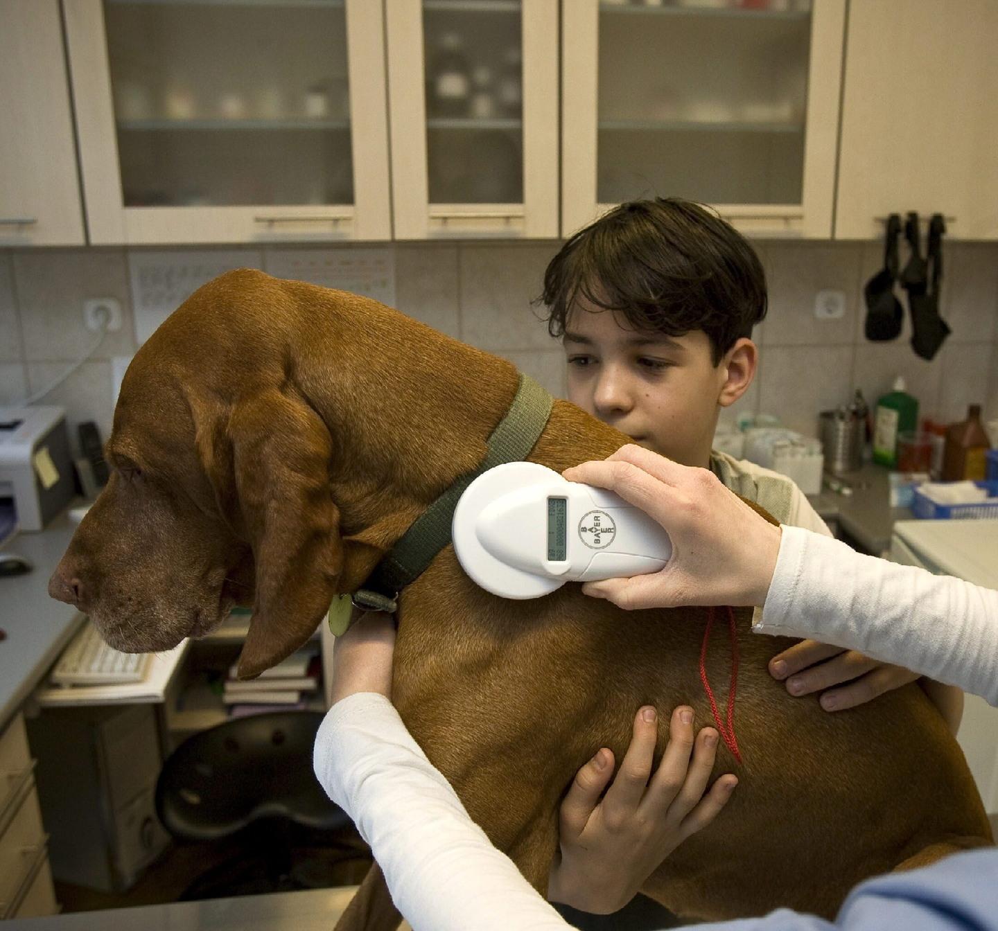 Microchip per cani, nuovo appuntamento