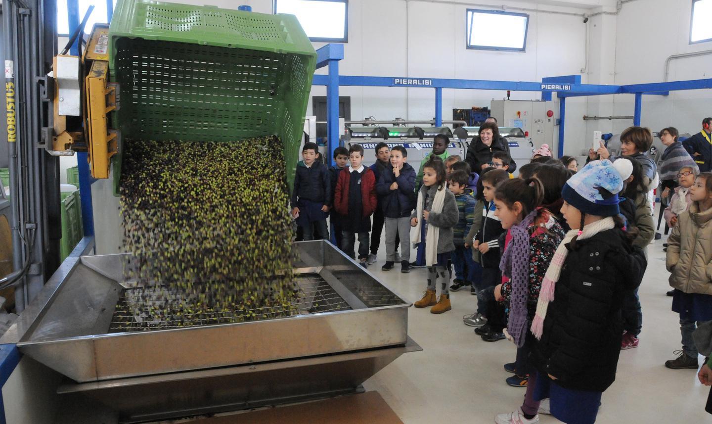 Raccolta delle olive: produzione scarsa ma di grande qualità 