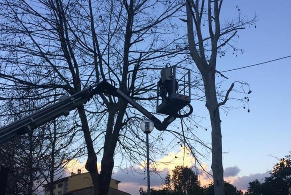 Via alla potatura di alberi e siepi Il Comune spende 40mila euro