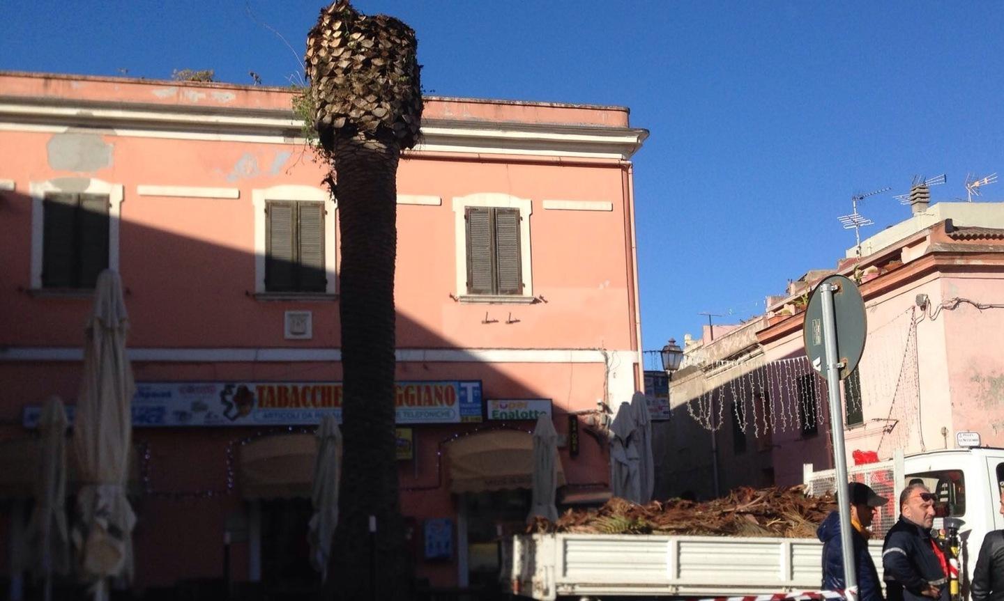 Tecnici al lavoro per salvare la palma