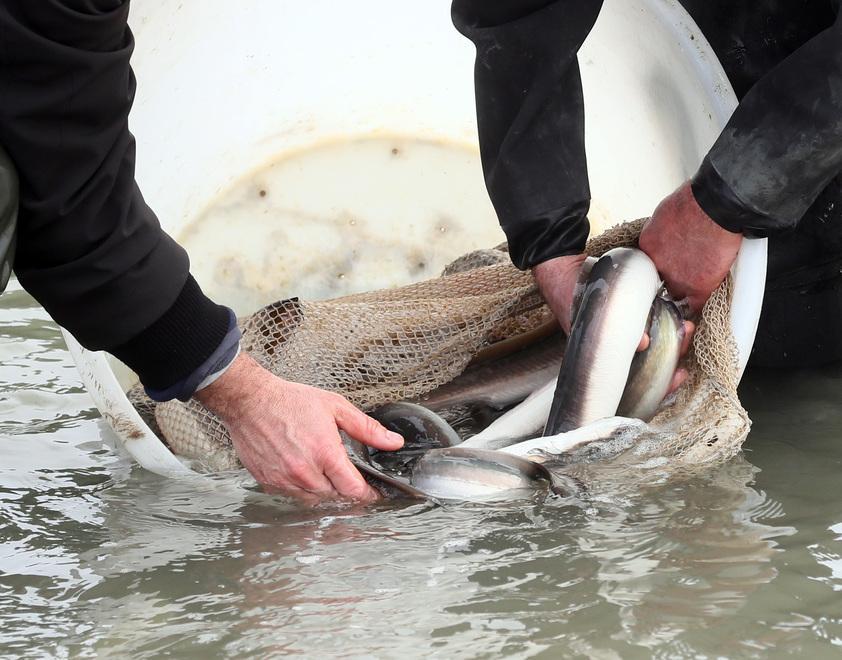 Dalle Valli al mare Le anguille tornano libere 