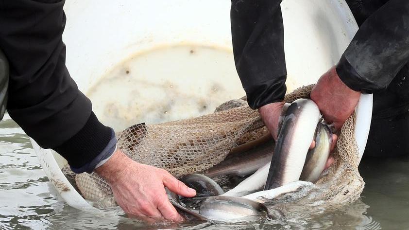 Dalle Valli al mare Le anguille tornano libere