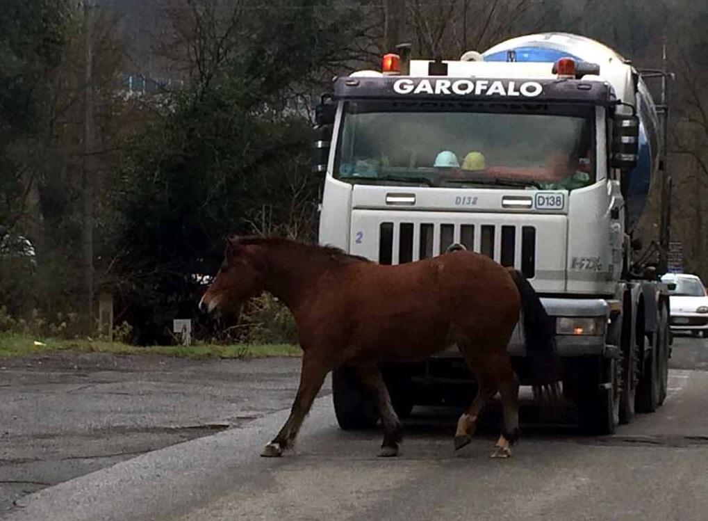 Il puledro fuggito dalla stalla ad Aulla