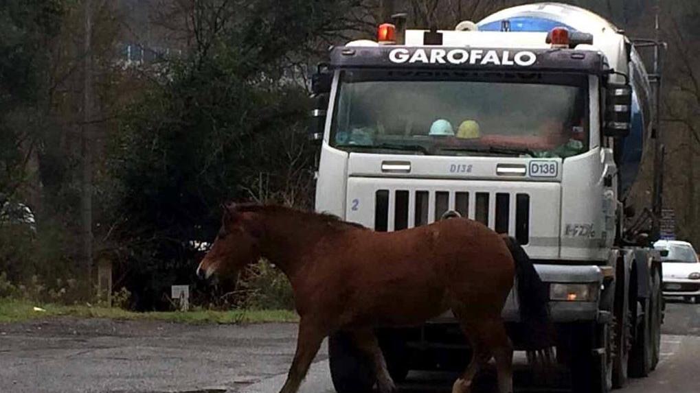 Il puledro fuggito dalla stalla ad Aulla