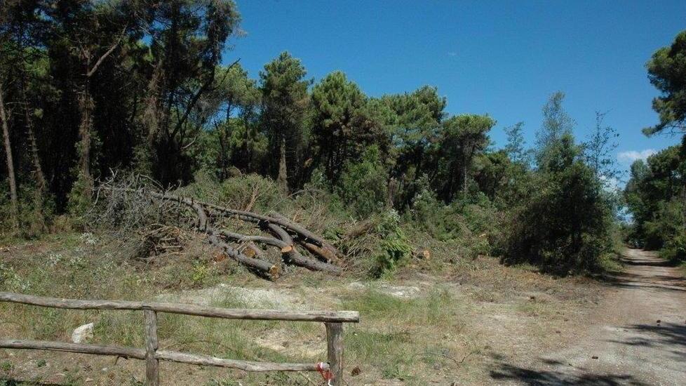 Pineta, oggi incontro con la Regione