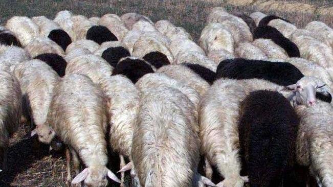 Greggi e pecorino delle Balze a rischio a causa dei lupi