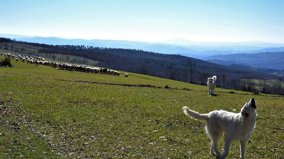 Cibo gratis ai “guardiani” per ridurre il conflitto