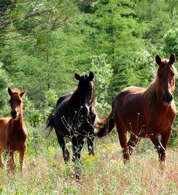 Dodici cavallini del Sarcidano in affido a una ditta di Meana