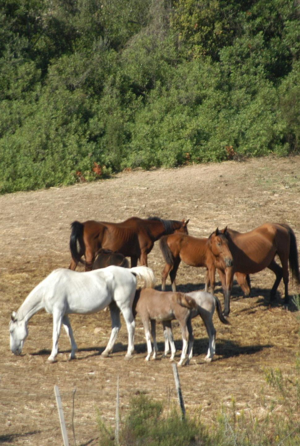 Il cavallo sardo tra presente e prospettive per il futuro