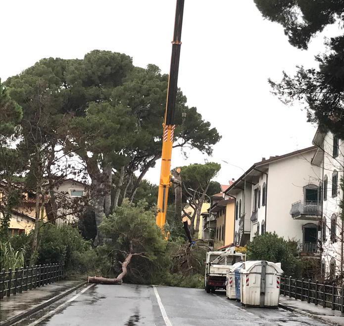 Taglio di un pino nel parco Uzielli Aurelia a singhiozzo