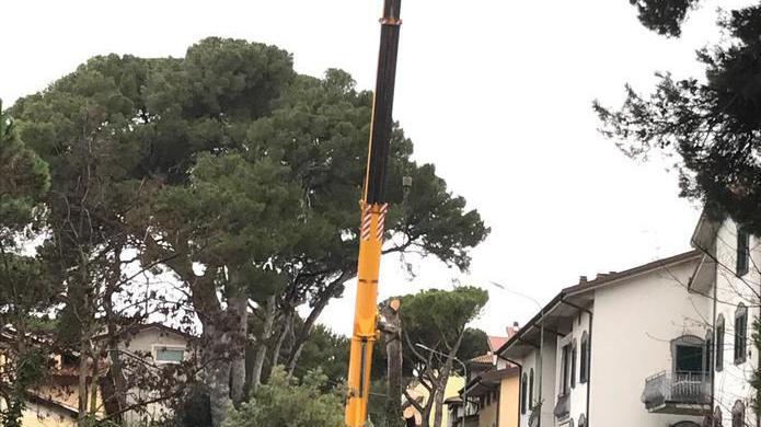 Taglio di un pino nel parco Uzielli Aurelia a singhiozzo