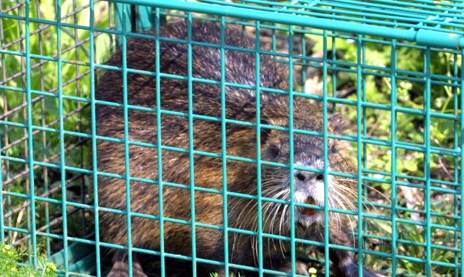 Nutrie, ordinanza per l’abbattimento