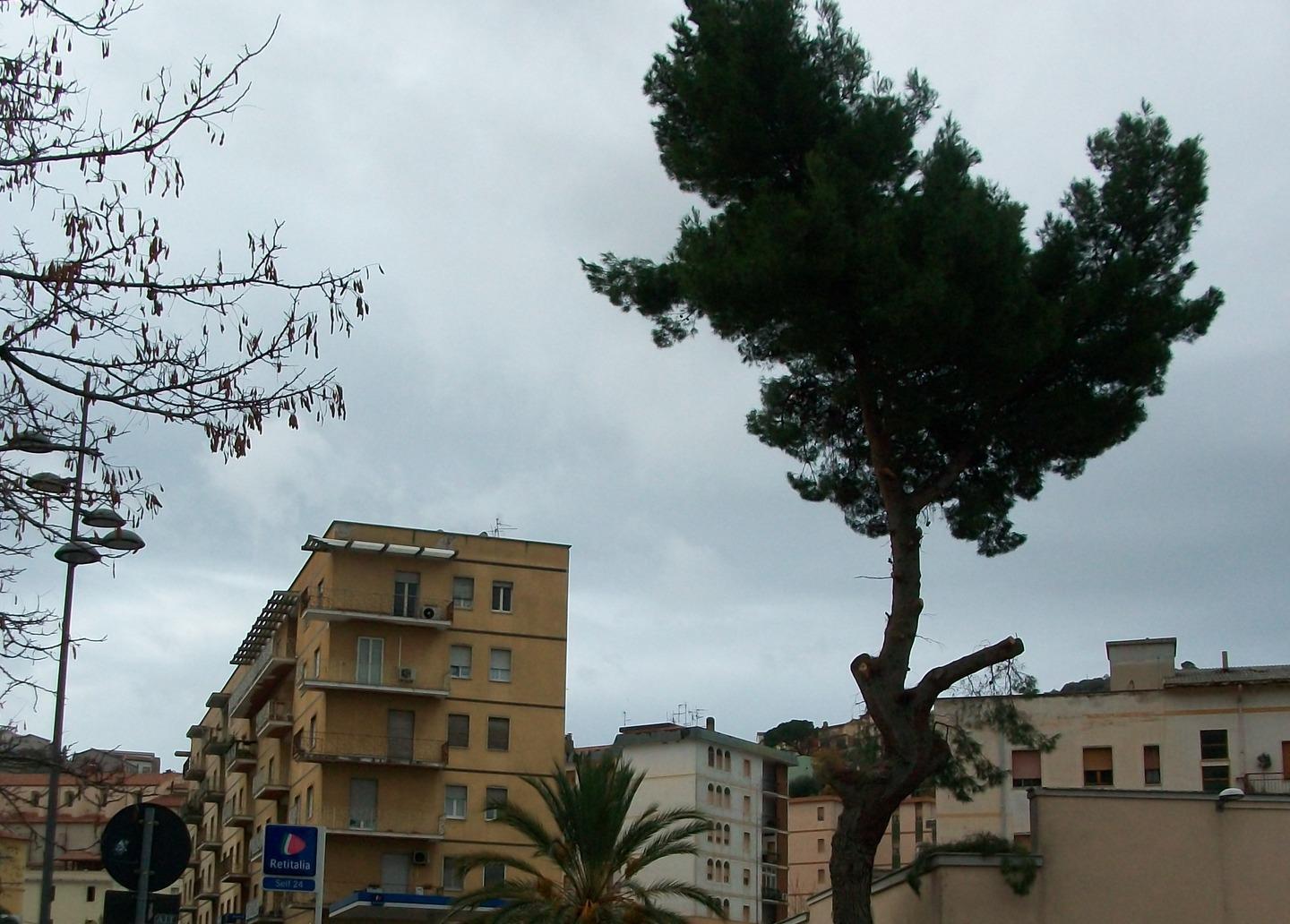 Sfoltita la chioma del pino pericoloso