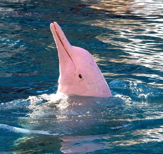 Come salvare i delfini rosa