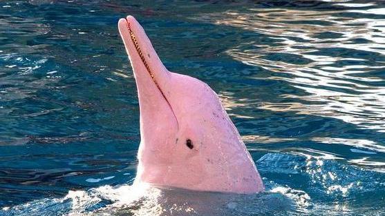 Come salvare i delfini rosa