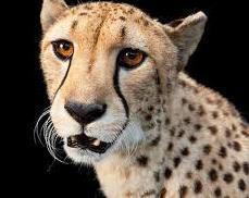 Le foto di Joel Sartore per National Geographic