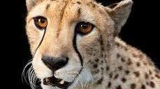 Le foto di Joel Sartore per National Geographic