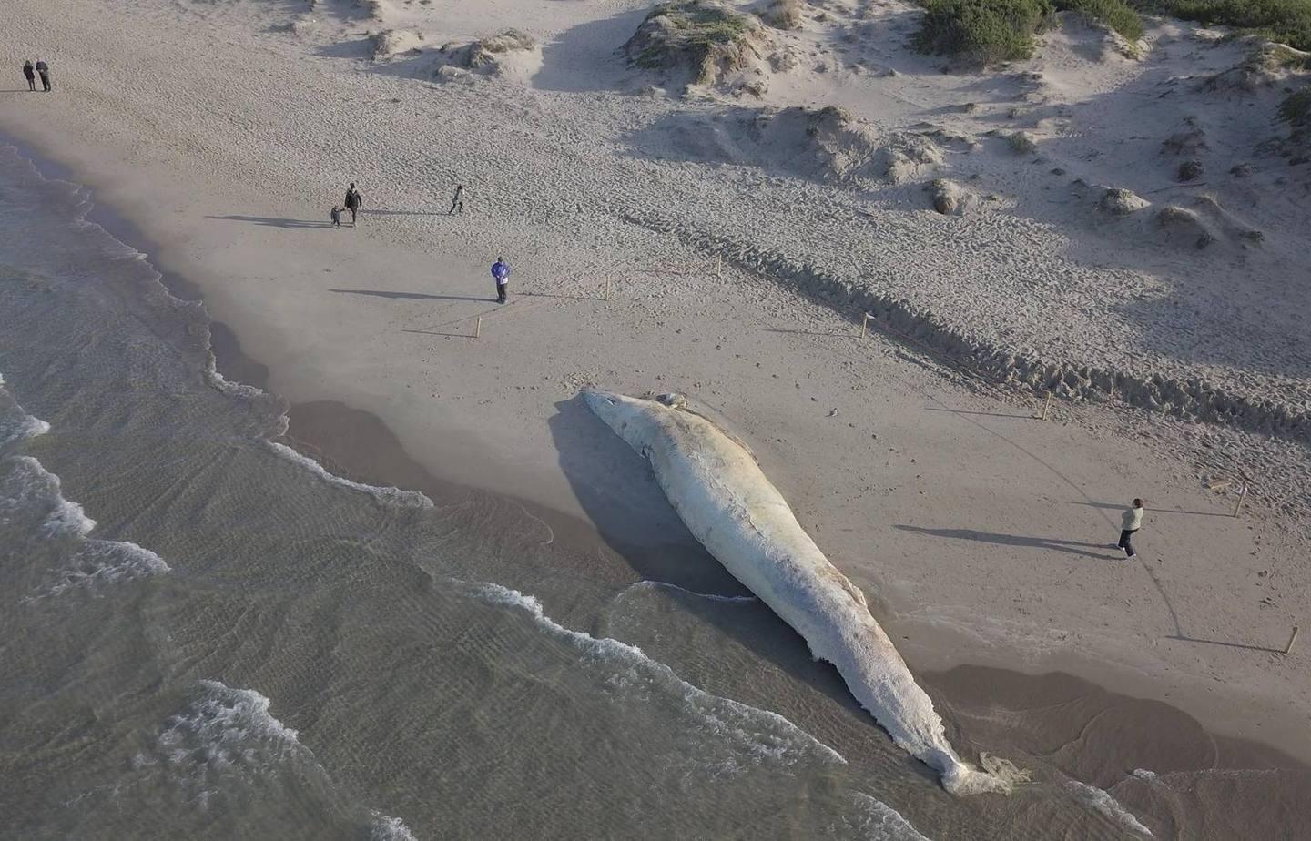 Sulla rotta dei cetacei, i padroni del Mediterraneo 