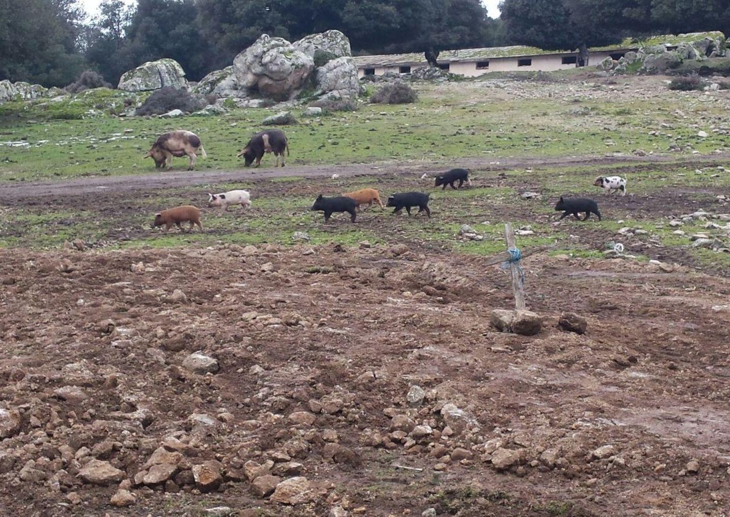 Emergenza peste suina «Il pericolo è in agguato» 
