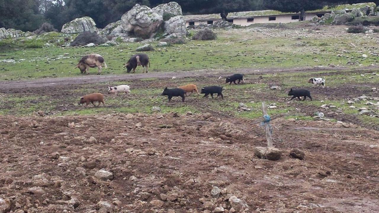 Emergenza peste suina «Il pericolo è in agguato»