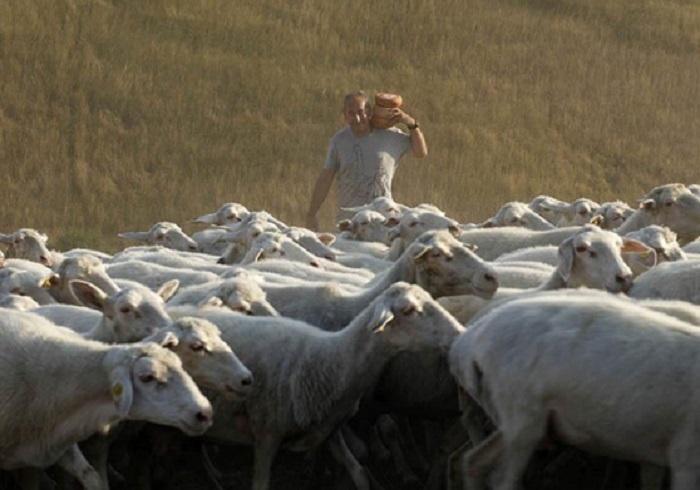 Anche i produttori di pecorino contro la discarica 