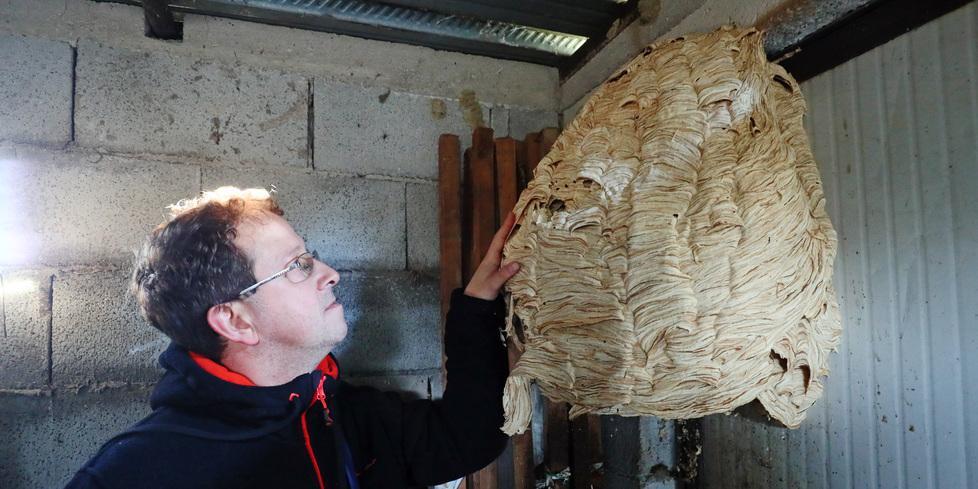 Maxi-favo di calabroni a Casaglia
