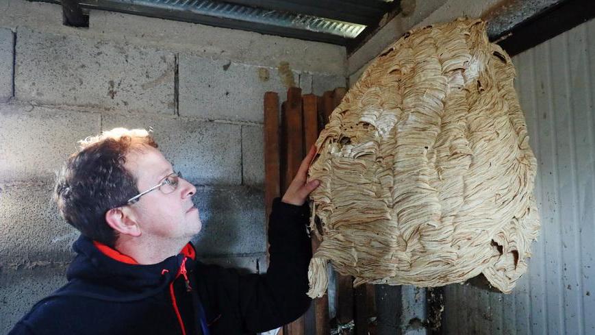 Maxi-favo di calabroni a Casaglia