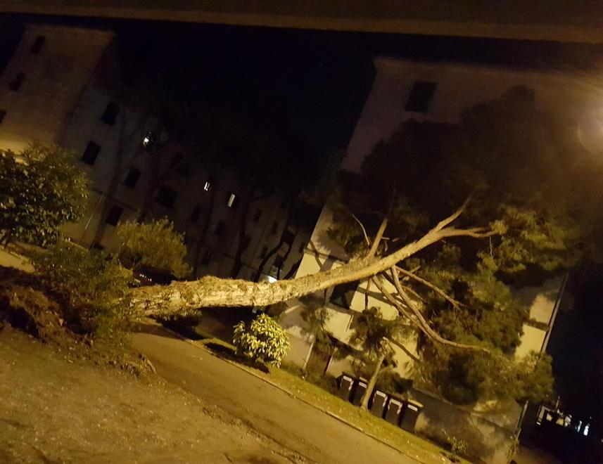 Albero si sradica e colpisce una palazzina 
