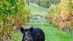 «Ridurre i cinghiali e indennizzi veloci agli agricoltori»