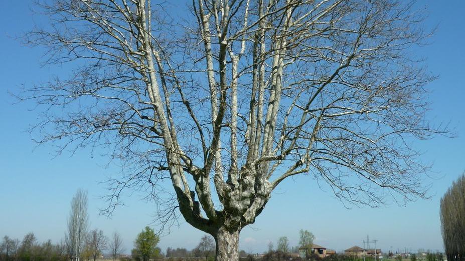 A Villa Sorra i platani “eco”