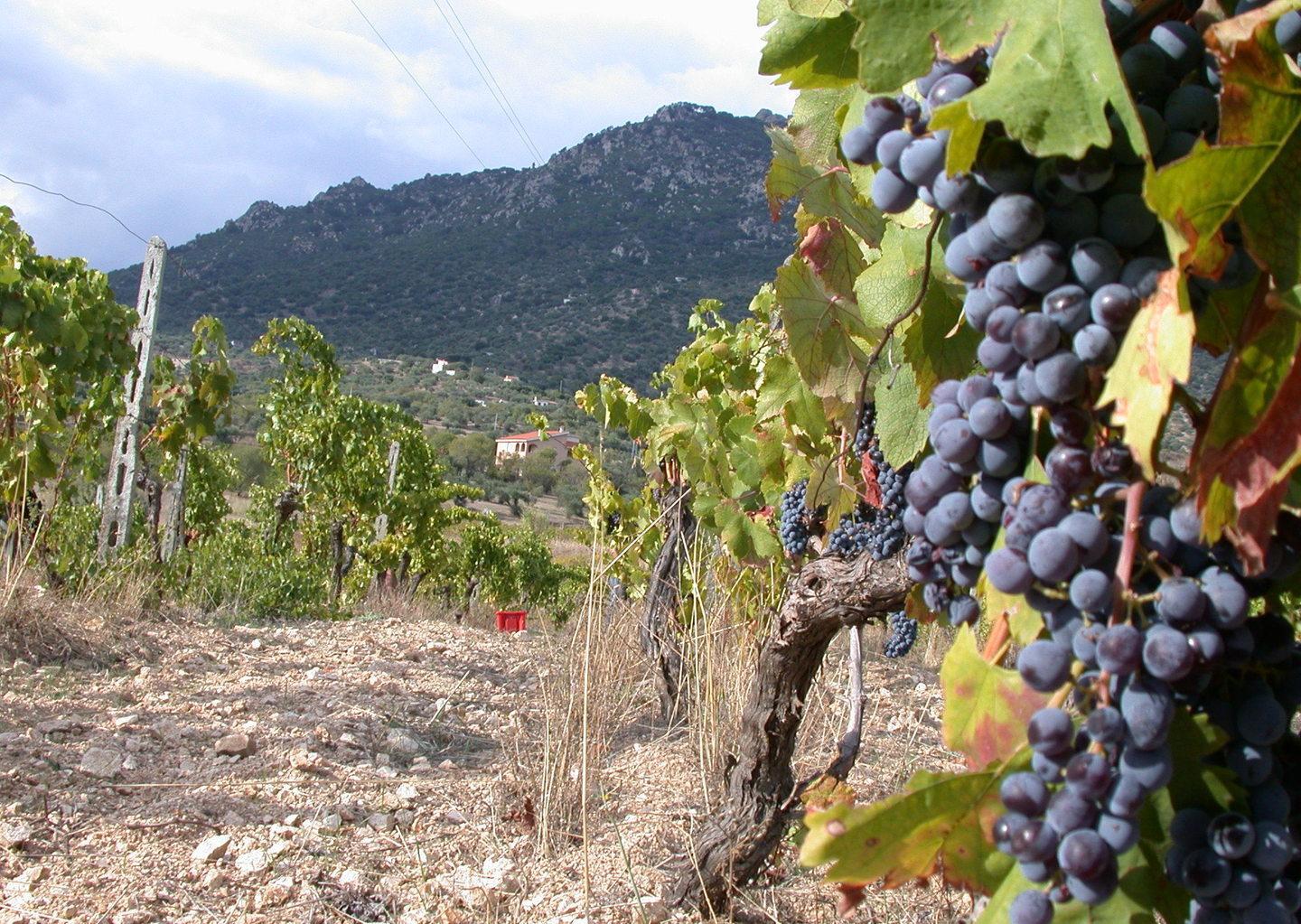 Sos per i vigneti: servono risorse 