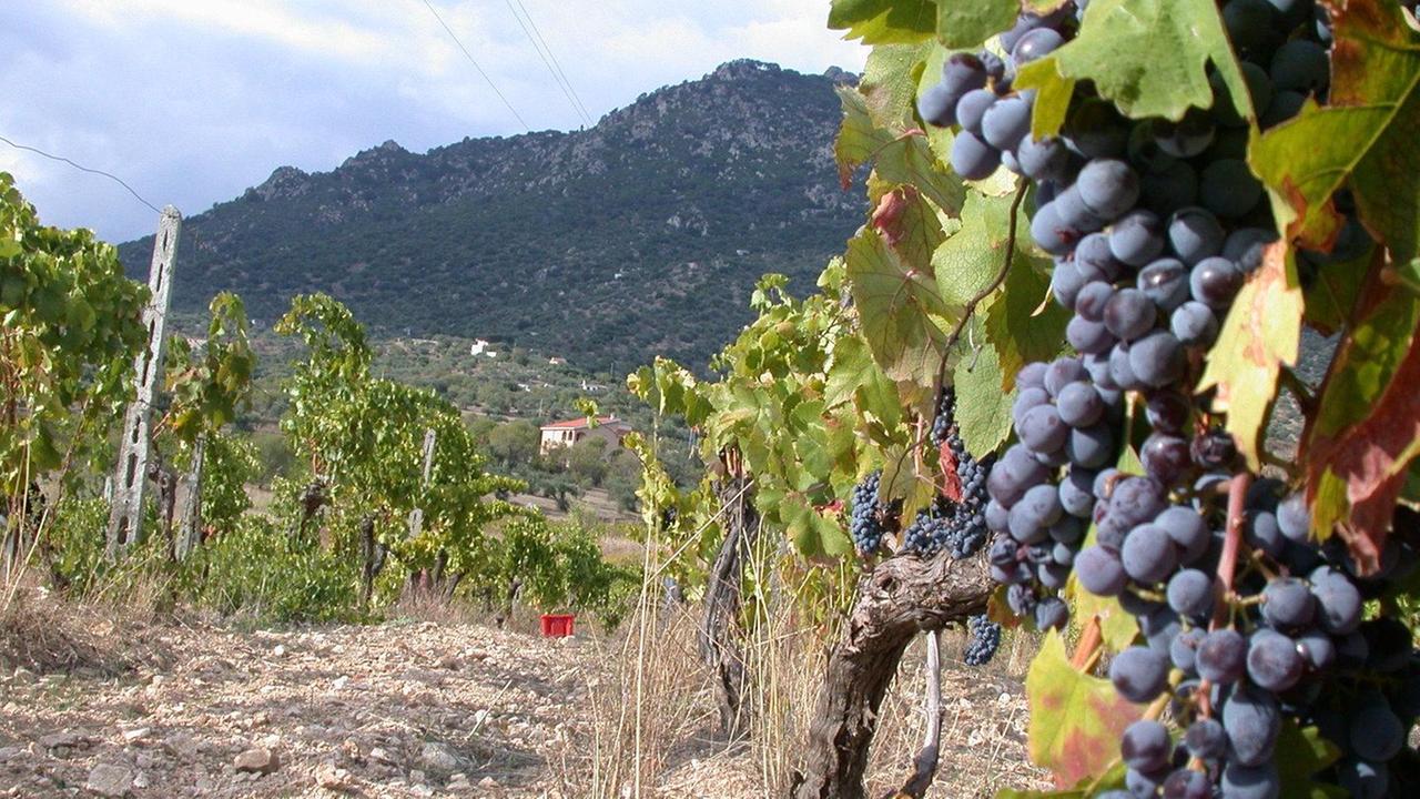 Sos per i vigneti: servono risorse